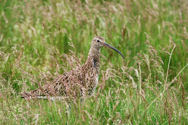 Nature fund’s £156k award to protect threatened waders: Curlew ©Lorne Gill SNH
