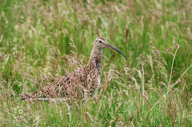 Curlew ©Lorne Gill SNH