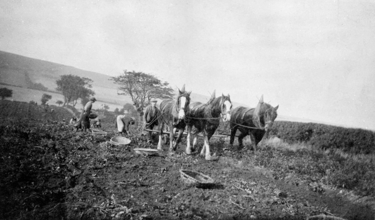 Lifting the 'tatties' at Easter Killie, Pittenweem, Fife, 1920s.SLA.C.849