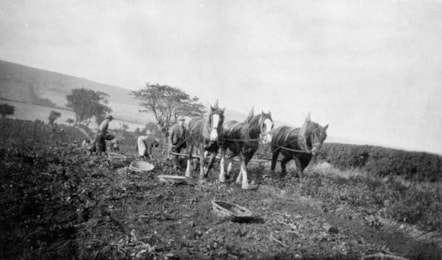 Lifting the 'tatties' at Easter Killie, Pittenweem, Fife, 1920s.SLA.C.849