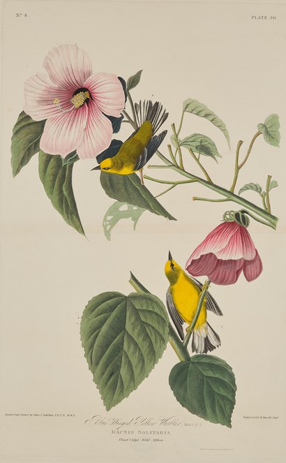Print depicting a Blue Winged Yellow Warbler from Birds of America, by John James Audubon. Image © National Museums Scotland