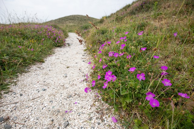 Bloody Cranesbill along Llanddwyn pathway - Ben Porter