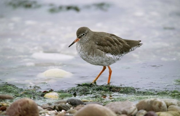 Scotland’s wintering wading birds could be losers in climate change: Redshank
