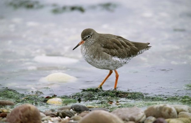 Redshank