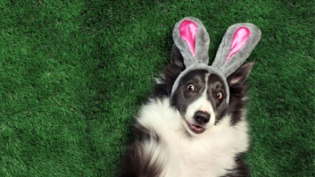 easter dog