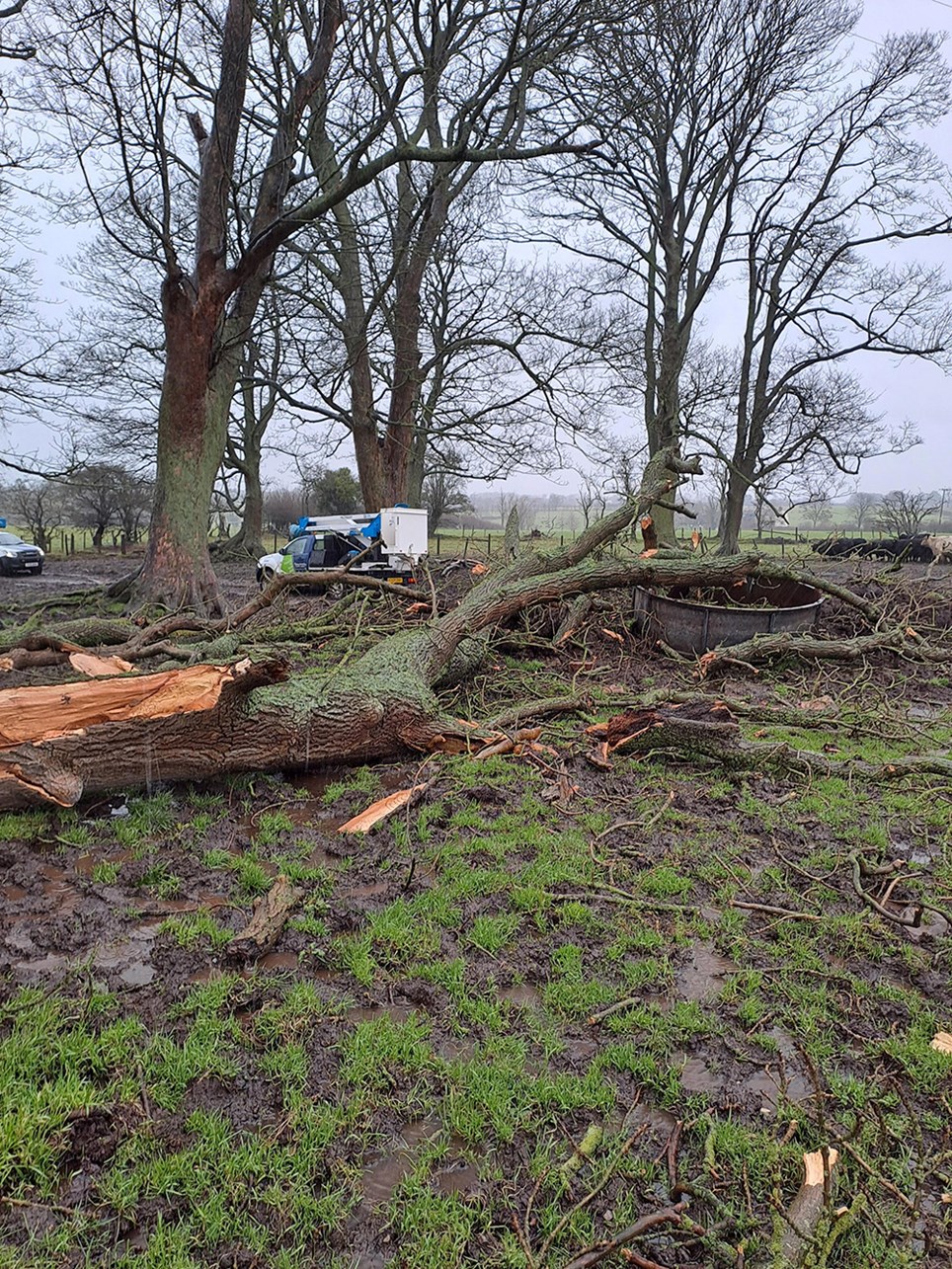 Huge tree down Riggshield, Laversdale Carlisle 1 small