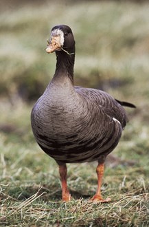 Species on the Edge - Greenland White-fronted Goose - credit Andy Hay: Species on the Edge - Greenland White-fronted Goose - credit Andy Hay