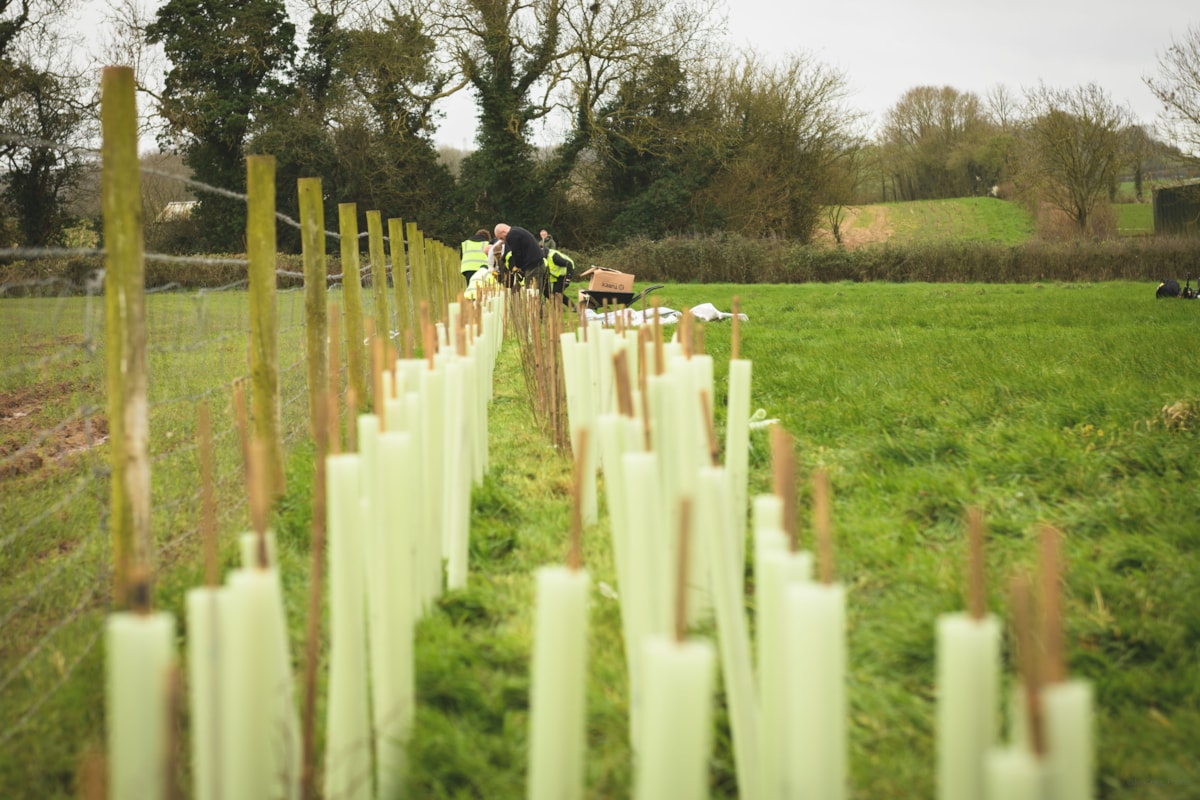 Newly planted hedgerows @JonCraig Photos