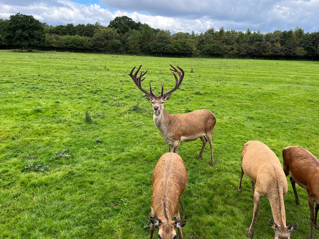 Deer park tours at Lotherton: Lotherton has been home to red deer since the 1980s, and today an estimated 45-strong herd, led by an impressive stag affectionately known as Teddy, lives in Lotherton’s specially maintained deer park.

Over the school summer holidays, visitors can join a brand new programme of tractor trailer tours, with staff taking them out into the park and amongst the herd as they learn more about the magnificent animals and their habitat.