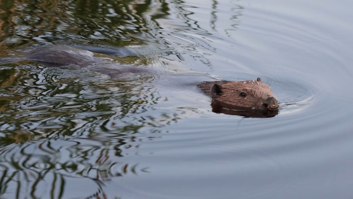 HID at Cors Dyfi ENG.00 00 12 17.Still001-2