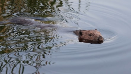 HID at Cors Dyfi ENG.00 00 12 17.Still001-2