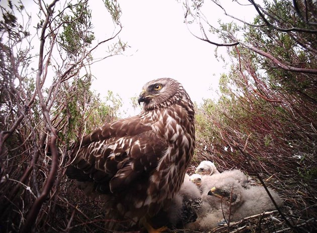 Heads up for Harriers - nest camera
