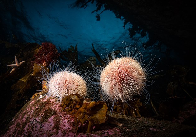 NatureScot calendar 2021 competition winners announced: Cover (headline image) - Lerwick - Billy Arthur