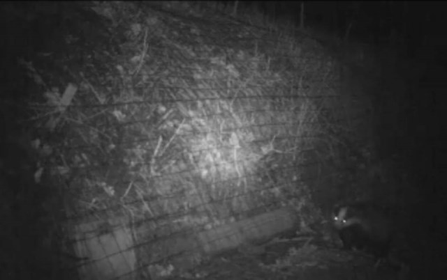 North Cotswold night vision of badger Apr 2011
