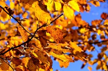 beech foliage