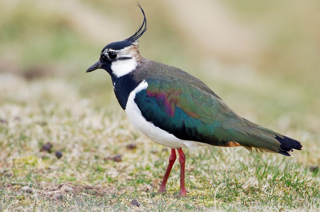 Mixed fortunes for wintering waterbirds: Lapwing ©Lorne Gill/NatureScot