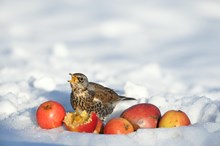 Fieldfare eating fallen apples in a snow covered garden ©Lorne Gill/NatureScot
