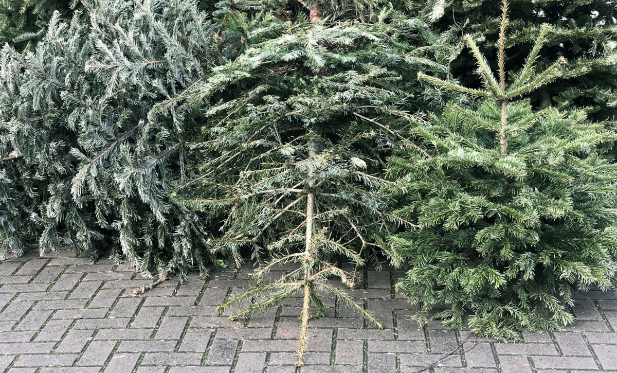 Garden waste Christmas tree 2