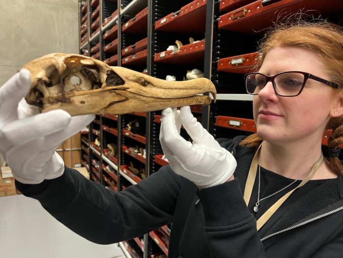 Big birds: Curator of natural sciences Sarah Burhouse with the skull of an albatross, stored at the Leeds Discovery Centre.