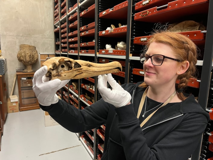 Big birds: Curator of natural sciences Sarah Burhouse with the skull of an albatross, stored at the Leeds Discovery Centre.