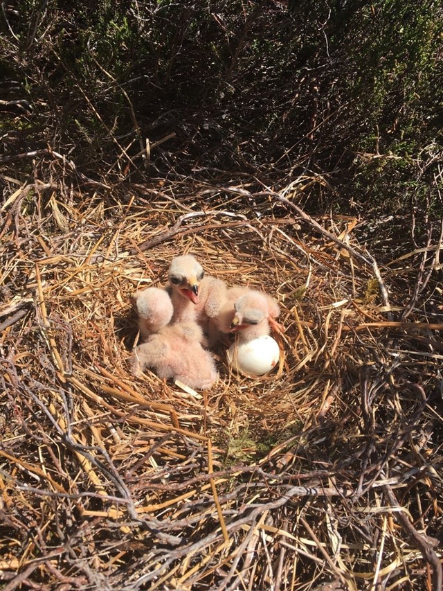 Network Rail commended for contribution to safe-guarding Hen Harriers: hen harriers