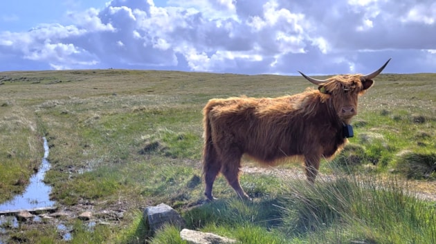 Tha teicneolas ùr is croitearachd thradaiseanta a’ cur taic ri bith-iomadachd nan eilean còmhla: Highland cow wearing a virtual fence collar on the Isle of Lewis (c) Murdanie