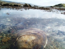 Native oyster - free use, credit NatureScot-2
