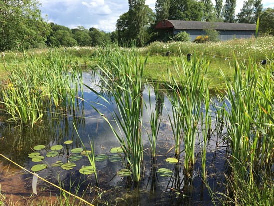 Finham Brook Pond: Finham Brook Pond