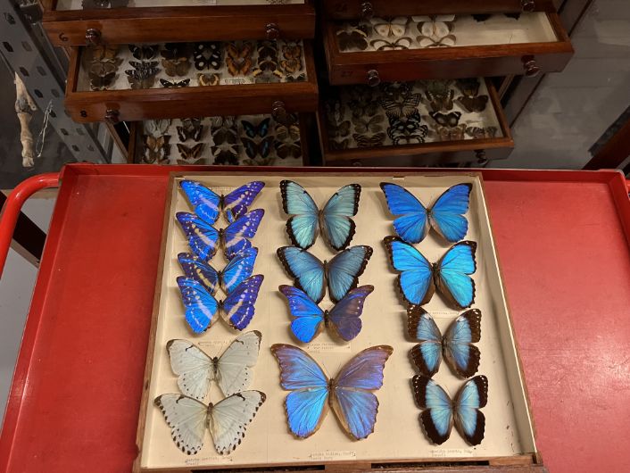 Butterflies at Leeds Discovery Centre: The stunning array of winged insects housed at Leeds Discovery Centre includes hundreds of species from across the globe, many collected by explorers and scientists more than a century ago.
The precious collection is being carefully counted and conserved ahead of a series of behind-the-scenes tours of the impressive centre, which will take place over the school half term holidays.