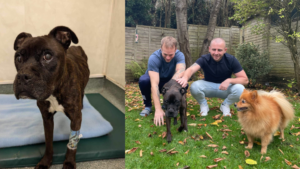 An image of Jacob Peake and Scott Grimes with rescue dog Molly and Kiki