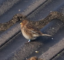 Ringed twite (c) RSPB Shetland: Ringed twite (c) RSPB Shetland