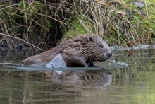 Beaver climbing ice ©Beaver Trust