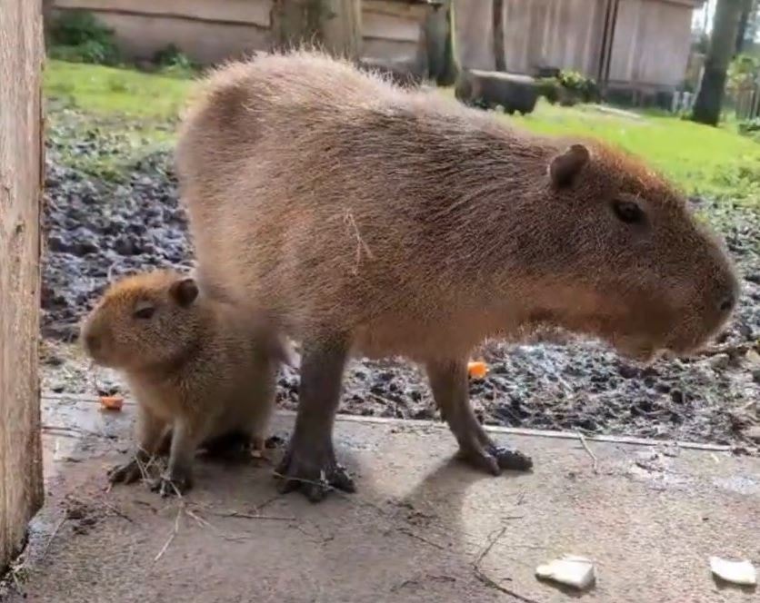 Baby capy grab