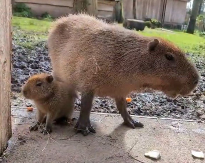 Capy days as Lotherton welcomes surprise new arrival: Baby capy grab