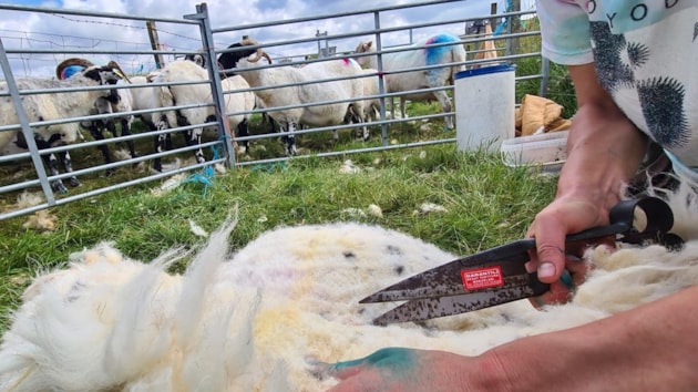 Shearing sheep with hand shears (c) Jon Macleod / A’ bearradh caoraich le deamhas (c) Jon Macleod