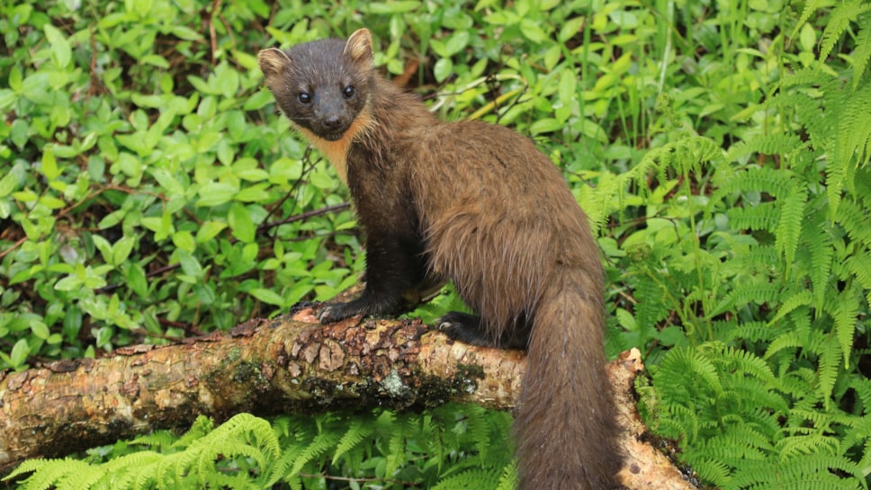 Pine marten, Scottish Highlands, 2022