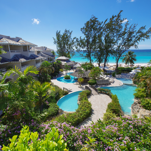 Bougainvillea Barbados