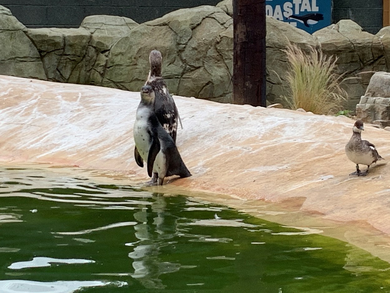 Penguin adoption: The penguins at Lotherton Wildlife World, where an adopt a penguin scheme has just been launched.