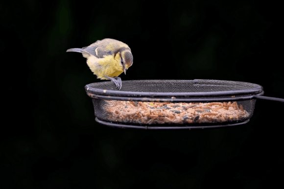 British Garden Centres - Make sure you feed your garden birds high fat seeds over winter
