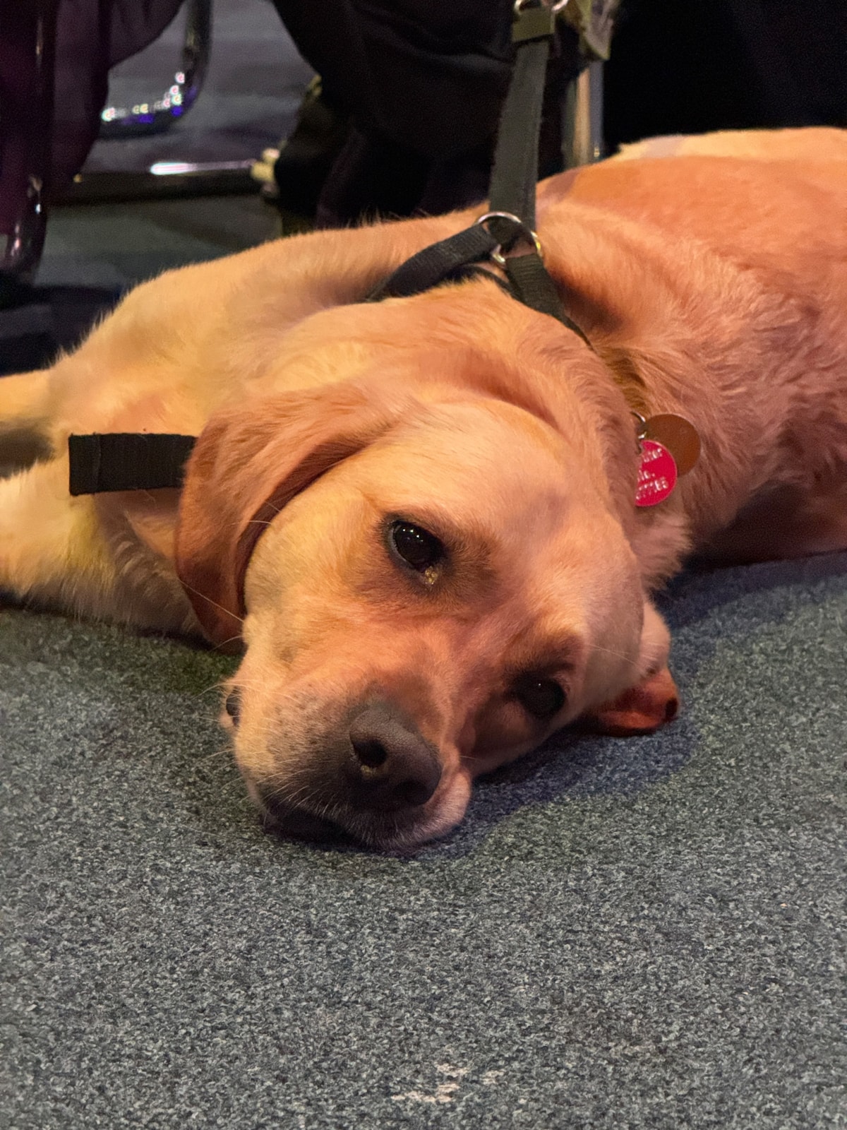One of the guide dogs taking a well-earned rest
