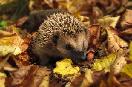 hedgehog.jpeg