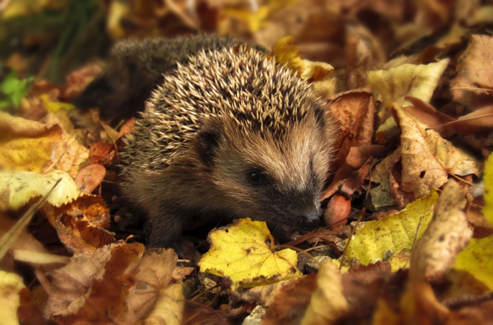 hedgehog.jpeg
