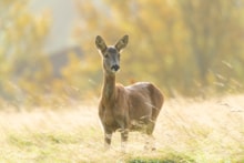 Roe deer in Glasgow © Rhiannon Law NatureScot: Roe deer in Glasgow © Rhiannon Law NatureScot