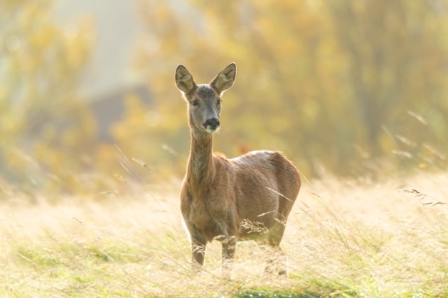 Deer cull incentive schemes launch to help tackle nature and climate crises: Roe deer in Glasgow © Rhiannon Law NatureScot