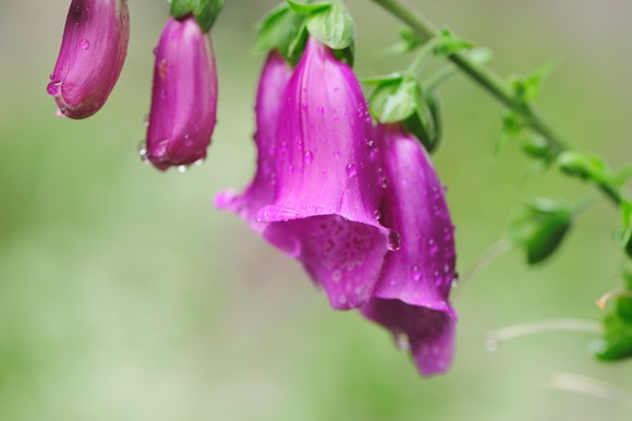 Foxglove ©Lorne Gill SNH