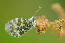 Orange-tip butterfly ©Lorne Gill/NatureScot