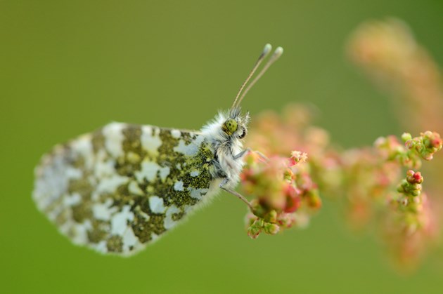 Climate change impact on butterflies revealed: Orange-tip butterfly ©Lorne Gill/NatureScot