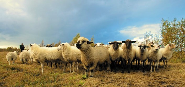 sheep report