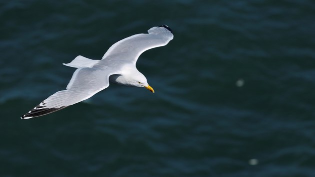 New guidance to protect gull populations in serious decline: HerringGull-D6877 JPEG Image Original Size m276330 (1)