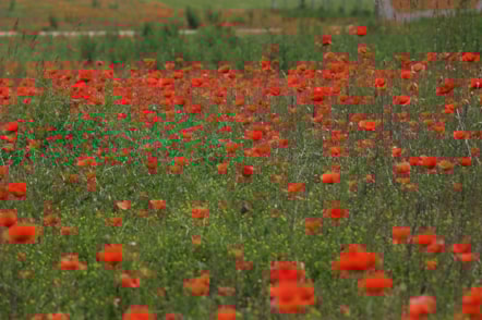 Poppy field